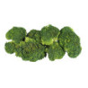 Brocoli Lb