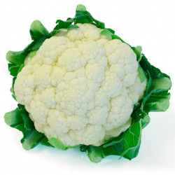 Colifror Lb