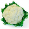 Colifror Lb