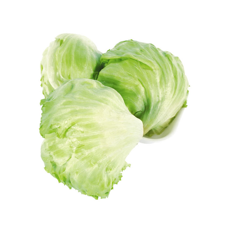 Lechuga repollada
