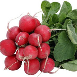 Rabanito Paq