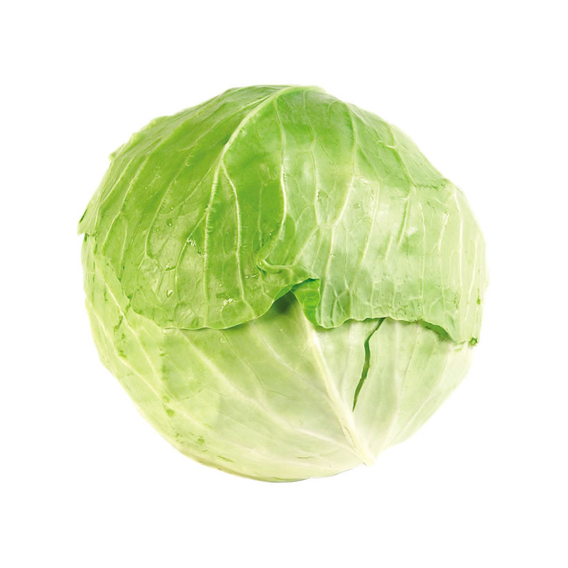 Repollo blanco Und